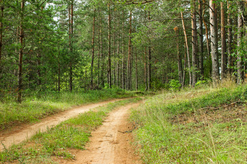 Fototapeta na wymiar Beautiful summer forest landscape with sandy road. Empty road in countryside with car tracks in the sand.