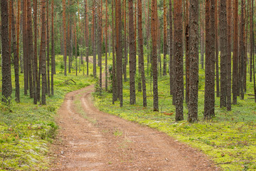 Beautiful summer landscape with pine forest and dirt road. Ecologically clean place with fresh air for hiking, long walks, riding by bike.