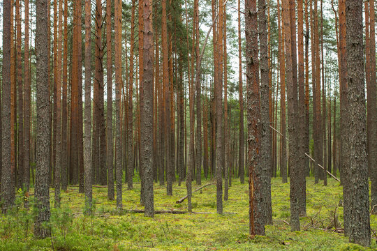 Beautiful summer forest landscape. Forest with tall, even trunks of pine trees and green mossy ground.