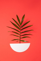 A branch of a green plant in a paper pot on a red background
