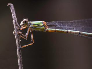 Dragonfly in natural environment perched on a branch. Focus on the head with compound eyes, feet and body