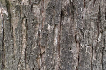Light brown tree bark. The background image texture.