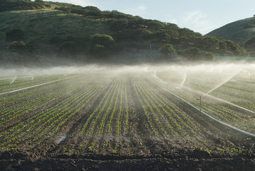 It's the afternoon watering hour on the farm.