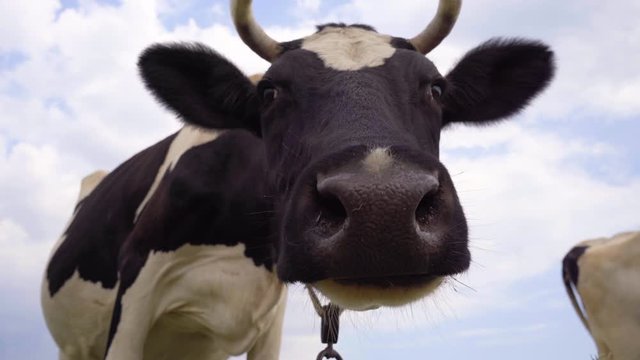 Cow Looks Into Camera And Sniffs Her. Dairy Cow Close-up, 4k