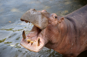 Closeup shot of hippopotamus opens its mouth