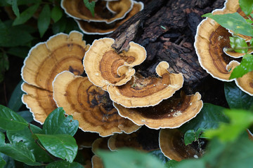 Mushroom (Microporus xanthopus (Fr.) Ktz.) in the forest