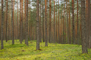 Forest summer landscape with tall even pine trees. Ground is covered with green moss.
