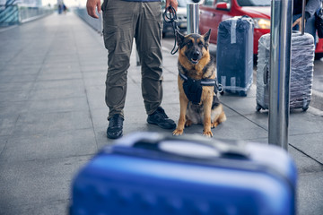 German Shepherd dog sitting beside male security worker