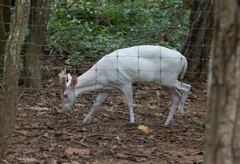 Albino deer in the cage