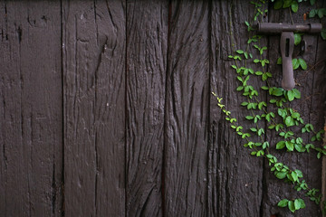Wood plank wall texture with green creeper plant and a lock