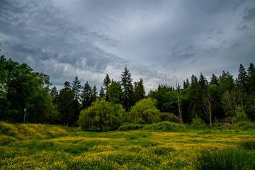 yellow flower field