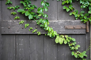 Wood plank wall texture with green creeper plant and a lock