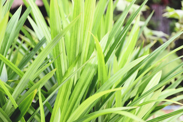 Pandan trees garden for natural herbs ingredient plant in Asian Thai kitchen food - Pandan leaf