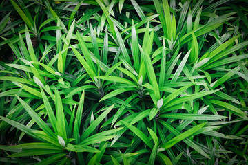 Pandan trees garden for natural herbs ingredient plant in Asian Thai kitchen food - Pandan leaf