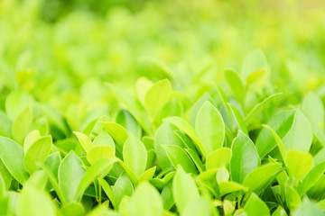 Green plants landscape ecology fresh wallpaper concept - Closeup nature view of green leaf on blurred greenery background in garden natural