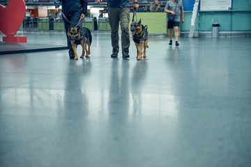 Officers with detection dogs walking in airport terminal