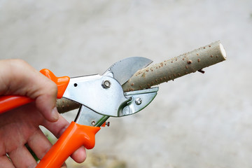 Hand using pruning shears cutting tree branch