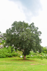 bodhi tree and green bodhi leaf with sunlight at temple thailand - Tree of buddhism