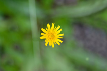 Bulbous dandelion