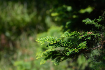 Hinoki cypress