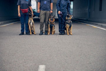 Detection dogs sitting beside security guards outdoors