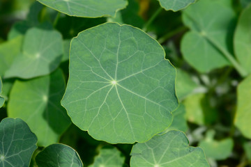 Garden nasturtium