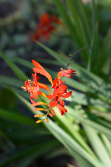 Montbretia Lucifer