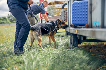 Security guards with dogs checking luggage outdoors at airport - obrazy, fototapety, plakaty