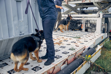 German Shepherd dogs on duty with security guards at airport