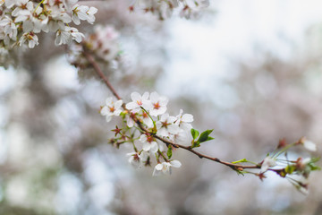 Boston cherryblossoms