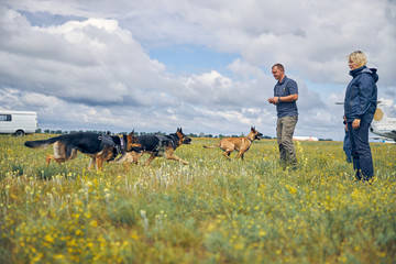 Detection dogs being trained to detect narcotics and explosives