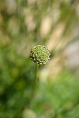 White scabious