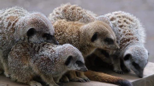 The meerkat or suricate is a small mongoose found in southern Africa. It is characterised by a broad head, large eyes, a pointed snout, long legs, a thin tapering tail and a brindled coat pattern.