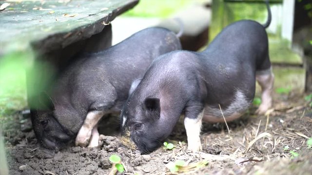 The black pig is digging in the ground.