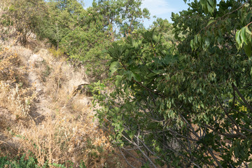 Fototapeta na wymiar place with abundant vegetation and trees
