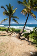 Coconuts tree from Reunion island