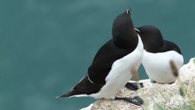 The razorbill or lesser auk is a colonial seabird in the monotypic genus Alca of the family Alcidae, the auks.