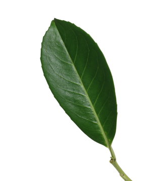 Green tree leaf with stalk isolated on white background