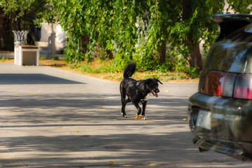 Portrait of a black stray dog. Mongrel dog on the background of the urban landscape. A dog with an outstretched tongue runs along the road. Random street shot with an animal.