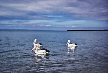 Brisbane Wellington point pier pelicans Australian birds 