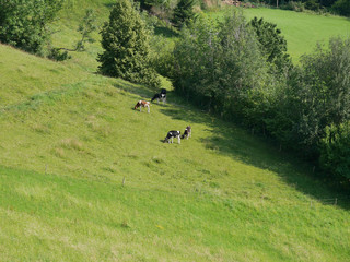 Fototapeta na wymiar vaches à la montagne