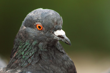 head portrait of the dove close-up of beak, feathers macro eye