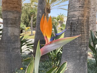 Strelizie Blüte