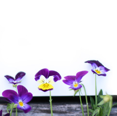 Frame with pansy flowers. Flowers composition. Mock up with plants. Flat lay with flowers on white table. Copyspace for text. Focus on flowers