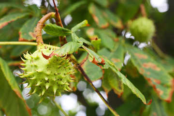 Der Herbst bringt viele Früchte, fast reife Frucht der Kastanie, Kastanie, Kastanienbaum (Castanea) vielfältig einsetzbar: waschen, basteln und dekoration