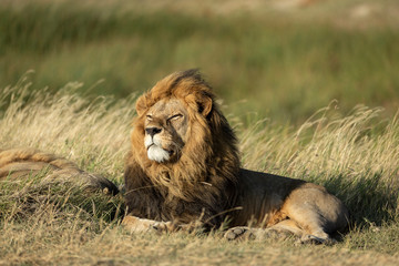 Obraz na płótnie Canvas Male lion king with beautiful mane lying down with head up looking into the sun in Serengeti Tanzania