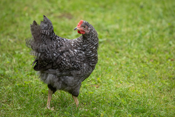Free range chicken on a traditional poultry farm