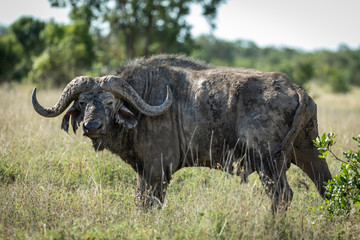 Grote volwassen Kaapse buffel stier zijaanzicht bedekt met droge modder in Ol Pajeta in Kenia