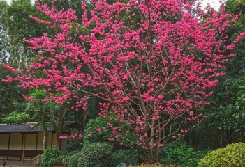 Brisbane botanical Japanese  gardens pink blossom tree