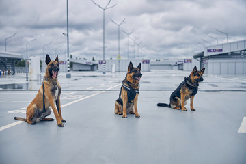 Security police dogs or detection dogs sitting at airport
